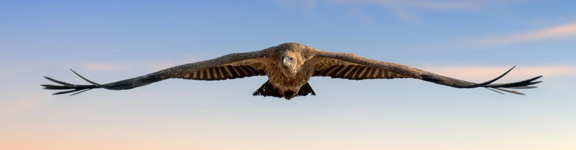 eagle1 eagle1